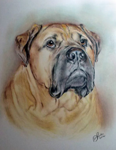 Dog Portrait Colored Pencil