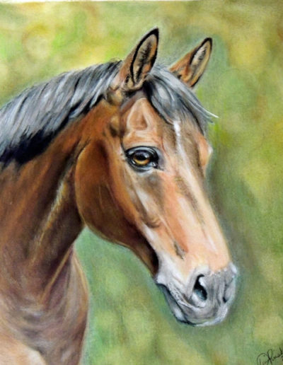 Equine Portrait in Colored Pencil